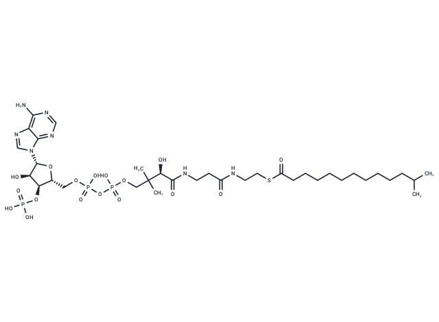 12-Methyltridecanoyl-CoA