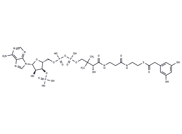 3,5-Dihydroxyphenylacetyl-CoA