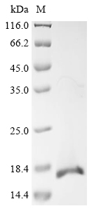 SAA1 Protein, Mouse, Recombinant (His)
