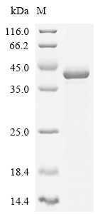 MELK Protein, Human, Recombinant (His & Myc)