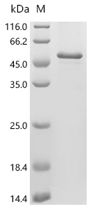 UNC13A Protein, Human, Recombinant (His)