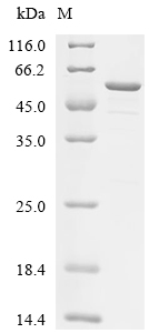 Cry1Ac Protein, Bacillus thuringiensis subsp., Recombinant (GST)