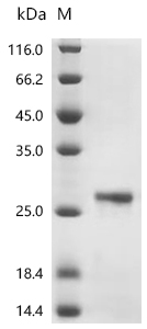 NGP Protein, Mouse, Recombinant (His)