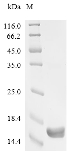 ISG15 Protein, Human, Recombinant (Yeast, His)