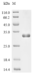 Metalloprotease stcE Protein, E. coli O157:H7, Recombinant (His)