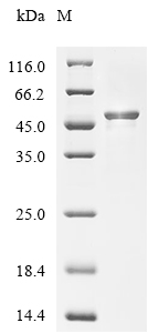 MG281 Protein, Mycoplasma genitalium, Recombinant (His)