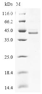 Wnt5a Protein, Mouse, Recombinant (His)
