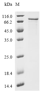 Gclc Protein, Mouse, Recombinant (His)