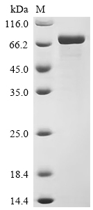 Wnt4 Protein, Human, Recombinant (hFc)