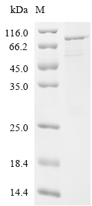 APEH Protein, Human, Recombinant (His)