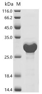 Fibronectin Protein, Human, Recombinant (His)
