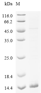 CCL4 Protein, Mouse, Recombinant (His)