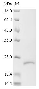 Serglycin Protein, Mouse, Recombinant (His)