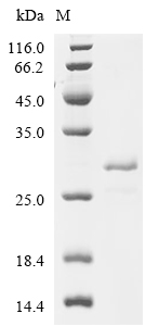 METTL7B Protein, Human, Recombinant (His)