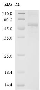 JNK1 Protein, Human, Recombinant (His)
