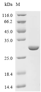 SIRT3 Protein, Human, Recombinant (His)