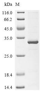 Caspase-3 Protein, Mouse, Recombinant (His & Myc)