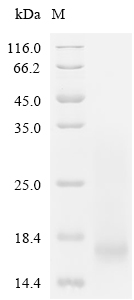 Proteoglycan 4 Protein, Human, Recombinant (His)