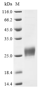ZG16B Protein, Human, Recombinant (His)