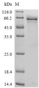 COL6A6 Protein, Human, Recombinant (His)
