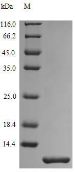 GRO beta/CXCL2 Protein, Mouse, Recombinant (Active)