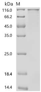 PPP1R15A Protein, Human, Recombinant (His)
