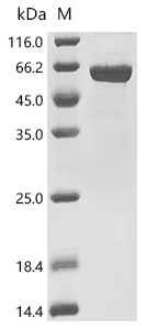 IMPDH2 Protein, Human, Recombinant (His)