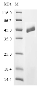 TARDBP Protein, Human, Recombinant (His)