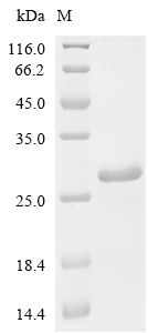 Porin MspA Protein, Mycobacterium smegmatis, Recombinant (His)