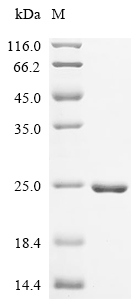 mTOR Protein, Human, Recombinant (His)