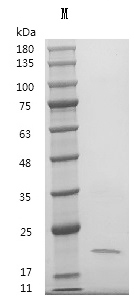 BMP-7 Protein, Human, Recombinant (Active)