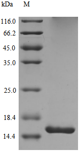 CCL21c Protein, Mouse, Recombinant