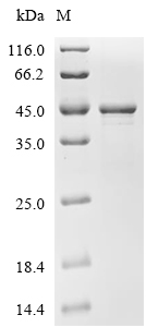 MreB Protein, Acinetobacter baumannii, Recombinant(His)