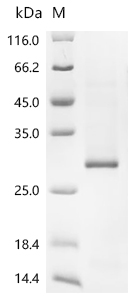 Hepcidin/HAMP Protein, Human, Recombinant (PBS, GST)