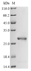 HMGB1 Protein, Mouse, Recombinant (His)
