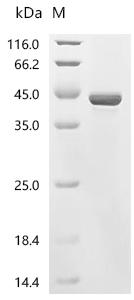 RANKL/TNFSF11/CD254 Protein, Mouse, Recombinant (His & SUMO)
