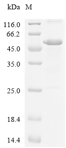 Wnt3 Protein, Mouse, Recombinant (His & SUMO)