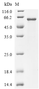 YBX1 Protein, Human, Recombinant (His)