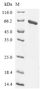 MATCAP1 Protein, Human, Recombinant (His)