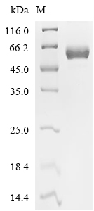 IGF2R Protein, Bovine, Recombinant (hFc)