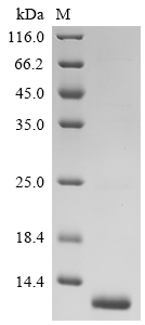 StxB Protein, Enterobacteria phage H19B, Recombinant (His)