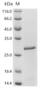 Caspase-8 Protein, Human, Recombinant (His)