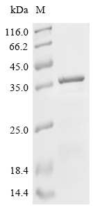 Ribonuclease mitogillin Protein, Neosartorya fumigata, Recombinant (His & Myc & SUMO)