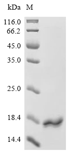 COX4I1 Protein, Mouse, Recombinant (His)