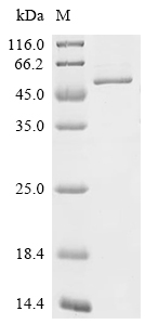PRKAG1 Protein, Mouse, Recombinant (His)