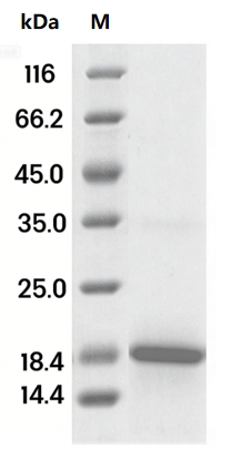 Histone H3.1 Protein, Human/Mouse, Recombinant