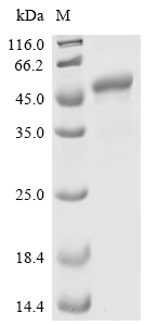 PNMA2 Protein, Human, Recombinant (His)