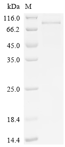 SEMA3C Protein, Mouse, Recombinant (His)