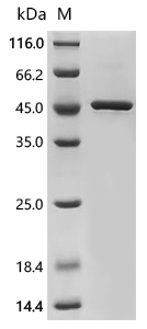 EIF4A1 Protein, Human, Recombinant