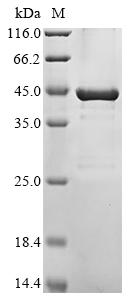 Enterotoxin type D Protein, S. aureus, Recombinant (His & SUMO)
